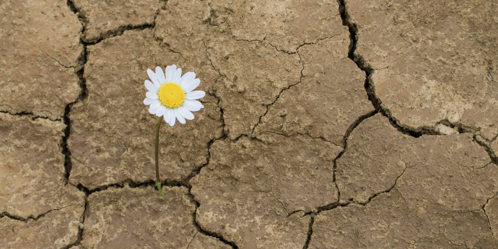 Leia mais sobre o artigo 5 DICAS PARA DESENVOLVER A RESILIÊNCIA  E LIDAR COM MUDANÇAS